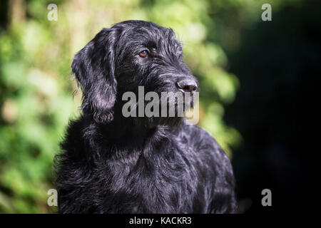Labradoodle. Portrait of adult male. Germany Stock Photo