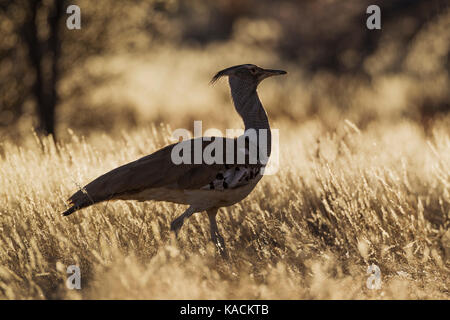 Koritrappe (Ardeotis kori)  im Abendlicht Kori Bustard (Ardeotis kori). In the late evening. Kalahari Desert, Kgalagadi Transfrontier Park, South Africa. Stock Photo