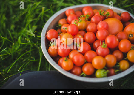 Fresh cherry tomatoes in a colander. Stock Photo