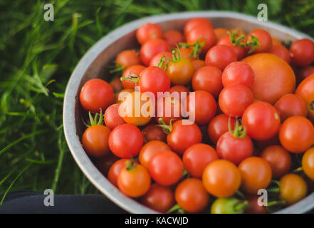 Fresh cherry tomatoes in a colander. Stock Photo