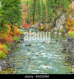 fall colors along the north fork blackfoot river near ovando, montana Stock Photo