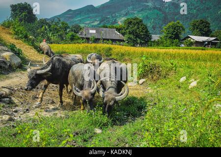 Water buffalo in rice field Buffalo eat grass on rice field Stock Photo