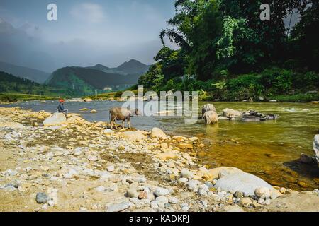 Water buffalo eating grass on the field near Tu Le waterfall in north of Vietnam Stock Photo