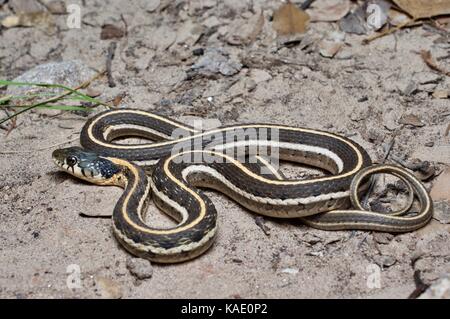 A Western Black-necked Gartersnake (Thamnophis cyrtopsis cyrtopsis) coiled in the sandy desert in southern Arizona, USA Stock Photo