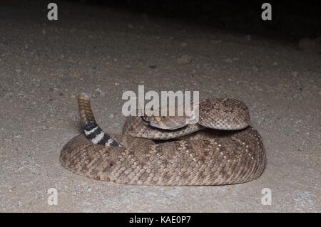 A Western Diamond-backed Rattlesnake (Crotalus atrox) coiled on a dirt road at night in southern Arizona, USA Stock Photo