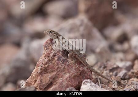 A Western Side-blotched Lizard (Utah stansburiana elegans) perched on a small rock in Bahía de Kino, Sonora, Mexico Stock Photo