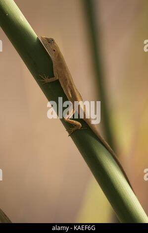 A Clouded Anole (Anolis nebulosus) perched in vegetation in Alamos, Sonora, Mexico Stock Photo
