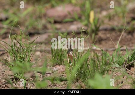 A Sonoran Earless Lizard (Holbrookia elegans thermophila) on rocky ground in Alamos, Sonora, Mexico Stock Photo