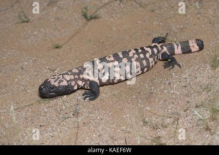 A Reticulate Gila Monster (Heloderma suspectum suspectum) in the desert at night near La Colorada, Sonora, Mexico Stock Photo