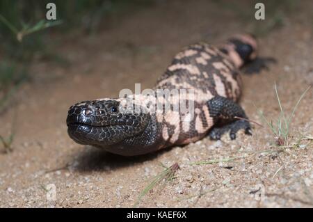 A Reticulate Gila Monster (Heloderma suspectum suspectum) in the desert at night near La Colorada, Sonora, Mexico Stock Photo