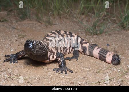 A Reticulate Gila Monster (Heloderma suspectum suspectum) in the desert at night near La Colorada, Sonora, Mexico Stock Photo