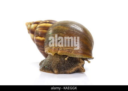 Close up Giant Achatina snail on white background Stock Photo