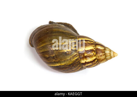 Close up Giant Achatina snail on white background Stock Photo
