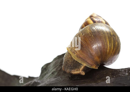 Close up Giant Achatina snail on log over white background Stock Photo