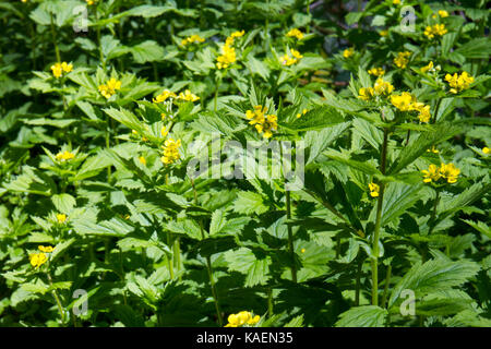 Herb Bennet (Geum urbanum) flowering. Ceredigion, Wales, May. Stock Photo