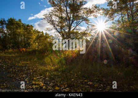 Brown bear Sow Stock Photo