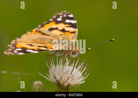 Painted Lady (Vanessa cardui) adult butterfly feeding on a thistle flower. Powys, Wales. June. Stock Photo