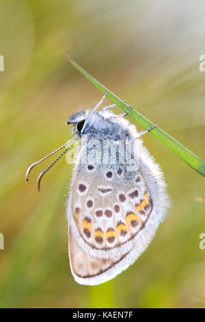Silver-studded blue (Plebejus argus) adult male butterfly newly emerged. Sussex, England. June. Stock Photo
