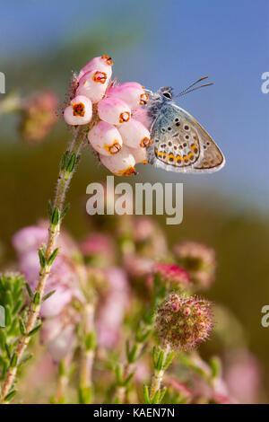 Silver-studded blue (Plebejus argus) adult male butterfly newly emerged on Cross-leaved heath (Erica tetralix). Sussex, England. June. Stock Photo