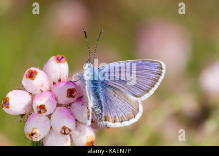 Silver-studded blue (Plebejus argus) adult male butterfly newly emerged on Cross-leaved heath (Erica tetralix). Sussex, England. June. Stock Photo