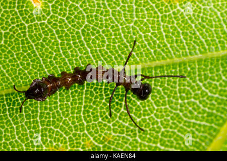 Lobster Moth (Stauropus fagi) first instar larva on a beech leaf. Powys, Wales. June. Stock Photo