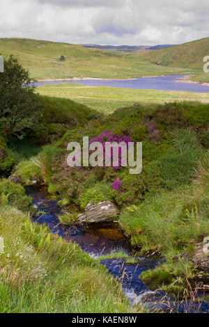 Bell Heather (Erica cinerea) flowering beside a stream near Nant-y-moch reservoir. Ceredigion, Wales. July.