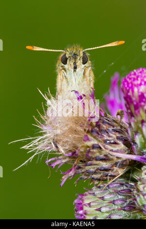 Small Skipper butterfly (Thymelicus sylvestris) adult female roosting on a Marsh thistle flower. Powys, Wales. July. Stock Photo