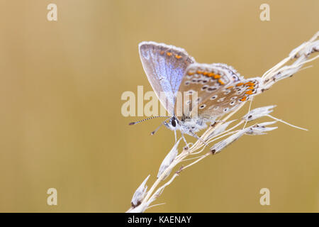 Common Blue butterfly (Polyommatus icarus) adult female resing on grass seedhead. Suffolk, England. July. Stock Photo