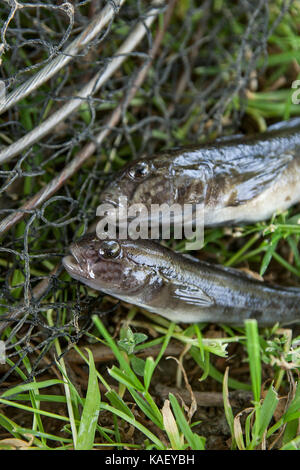 Freshwater bullhead fish or round goby fish known as Neogobius melanostomus and Neogobius fluviatilis pallasi just taken from the water. Raw bullhead  Stock Photo