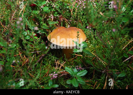 Suillus variegatus (velvet bolete or variegated bolete) grow in the forest. Stock Photo