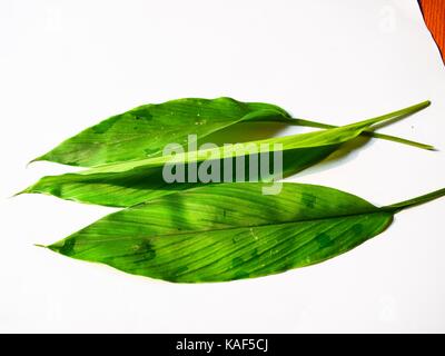 Turmeric leaf isolated on white background Stock Photo