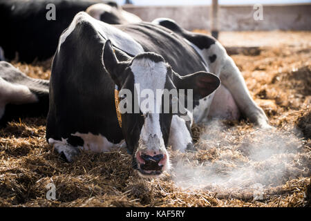 cow in a barn Stock Photo