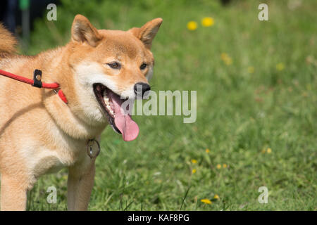 education following the foot of the dog shiba inu with the leash Stock Photo