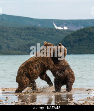 Two male brown bears fighting for dominance, Kuril Lake, Kamchatka, Russia. Stock Photo