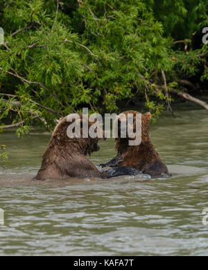 Two male brown bears fighting for dominance, Kuril Lake, Kamchatka, Russia. Stock Photo
