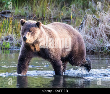 Wild Alaskan Brown Bear looking for salmon in Eagle River. Mama bear showing cub how to catch salmon. Stock Photo