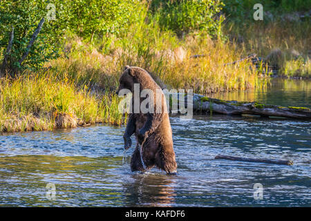 Mama bear and cub on a log Stock Photo