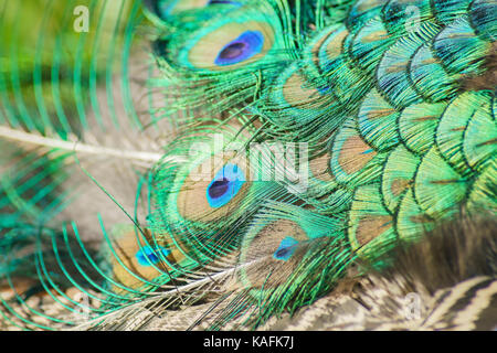 Close up shoot of a beautiful peacock's fan at Los Angeles County Arboretum & Botanic Garden Stock Photo