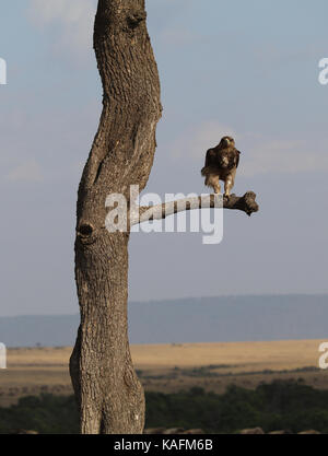 Tawny Eagle - Masai Mara National Reserve - Kenya Stock Photo