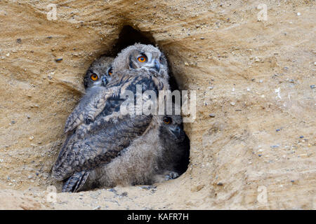 Eurasian Eagle Owls / Europaeische Uhus ( Bubo bubo ), young chicks, sitting close together in the entrance of their nesting burrow. Stock Photo