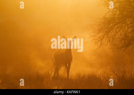 Greater Kudu (Tragelaphus strepsiceros). Female in the early morning. Kalahari Desert, Kgalagadi Transfrontier Park, South Africa. Stock Photo