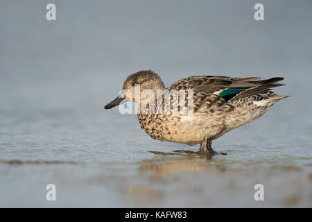 Teal / Krickente ( Anas crecca ), female duck, colourful breeding dress,walking into shallow water, full body side view, wildlife, Europe. Stock Photo
