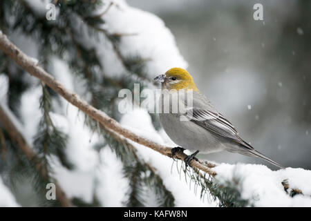 Pine grosbeak / Hakengimpel ( Pinicola enucleator ), female adult in winter, perching on a branch of a snow covered conifer, Montana, USA. Stock Photo