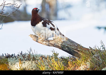 Willow Grouse, Ptarmigan (Lagopus lagopus) in transitional plumage perched on a  broken pinestem  near the lichen covered ground. Stock Photo