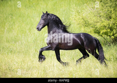 Friesian Horse. Black stallion trotting on a meadow. Austria Stock Photo