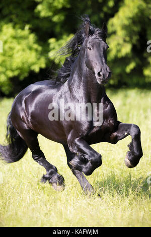 Friesian Horse. Black stallion galloping on a meadow. Austria Stock Photo