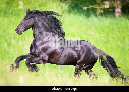 Friesian Horse. Black stallion galloping on a meadow. Austria Stock Photo