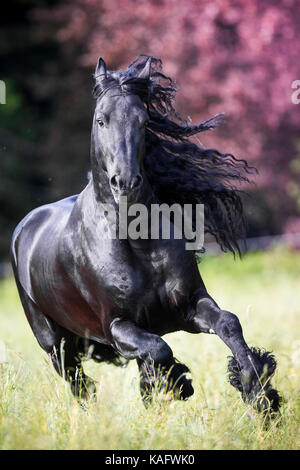 Friesian Horse. Black stallion galloping on a meadow. Austria Stock Photo