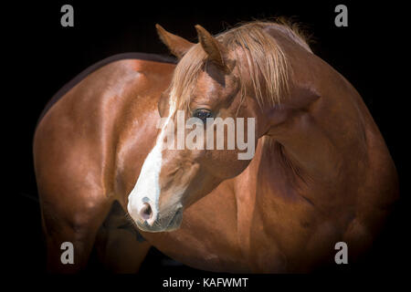 American Quarter Horse. Portrait of juvenile chestnut stallion, seen against a black background. Austrie Stock Photo