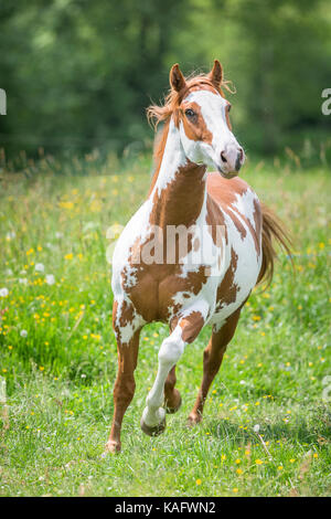 American Paint Horse galloping on a meadow. Austria Stock Photo